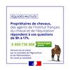 Mutilations d'équidés :  un numéro vert d'écoute gratuit pour les détenteurs de chevaux